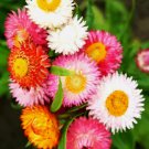 Strawflower Spring Mix Daisy Vegetable Heirloom 50 Seeds Garden Planting