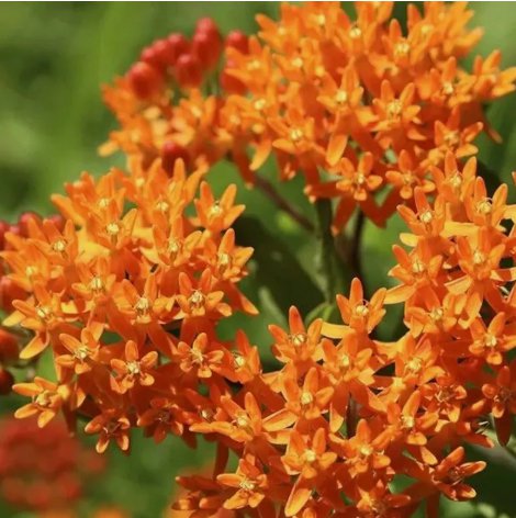 Orange Butterfly Weed Perennial Vegetable Heirloom 100 Seeds Garden Planting