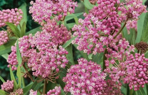Swamp Milkweed Asclepias incarnata Vegetable Heirloom 600 Seeds Garden Planting