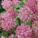 Swamp Milkweed Asclepias incarnata Vegetable Heirloom 600 Seeds Garden Planting
