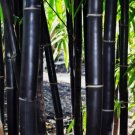 Timor Black Bamboo Vegetable Heirloom 50 Seeds Garden Planting Timor Black Bamboo Vegetable Heirloom 50 Seeds Garden Planting
