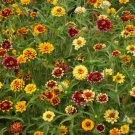 Persian Carpet Mexican Zinnia Mix Vegetable Heirloom 50 Seeds Garden Planting