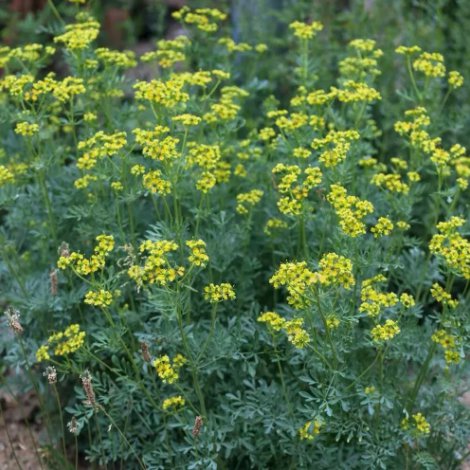 Rue Ruta Graveolens Medicinal Herb Vegetable Heirloom 100 Seeds Garden Planting