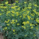 Rue Ruta Graveolens Medicinal Herb Vegetable Heirloom 100 Seeds Garden Planting