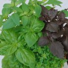 Basil Mixed Culinary Blend Vegetable Heirloom 250 Seeds Garden Planting