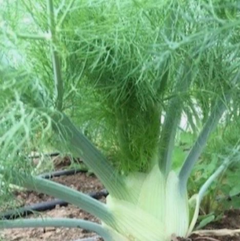 Florence Fennel Foeniculum Vulgare Vegetable Heirloom 200 Seeds Garden Planting