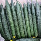 Tianjin Tender Spiky Cucumber Long Burpless Vegetable Heirloom 15 Seeds Garden Planting