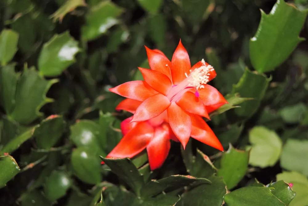 Christmas Cactus Starter Plant Indian Summer Schlumbergera Truncata
