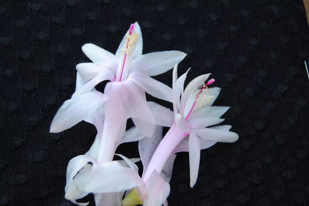 Christmas Cactus Starter Plant Angel Kisses Schlumbergera Truncata