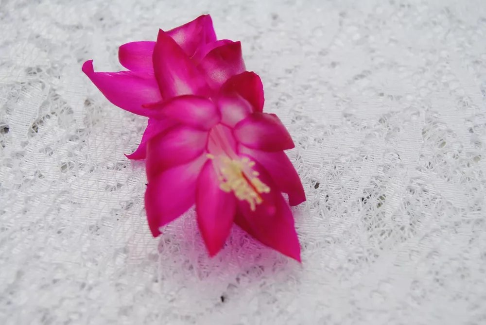 Christmas Cactus Starter Plant Island Voodoo Schlumbergera Truncata