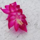 Christmas Cactus Starter Plant Island Voodoo Schlumbergera Truncata