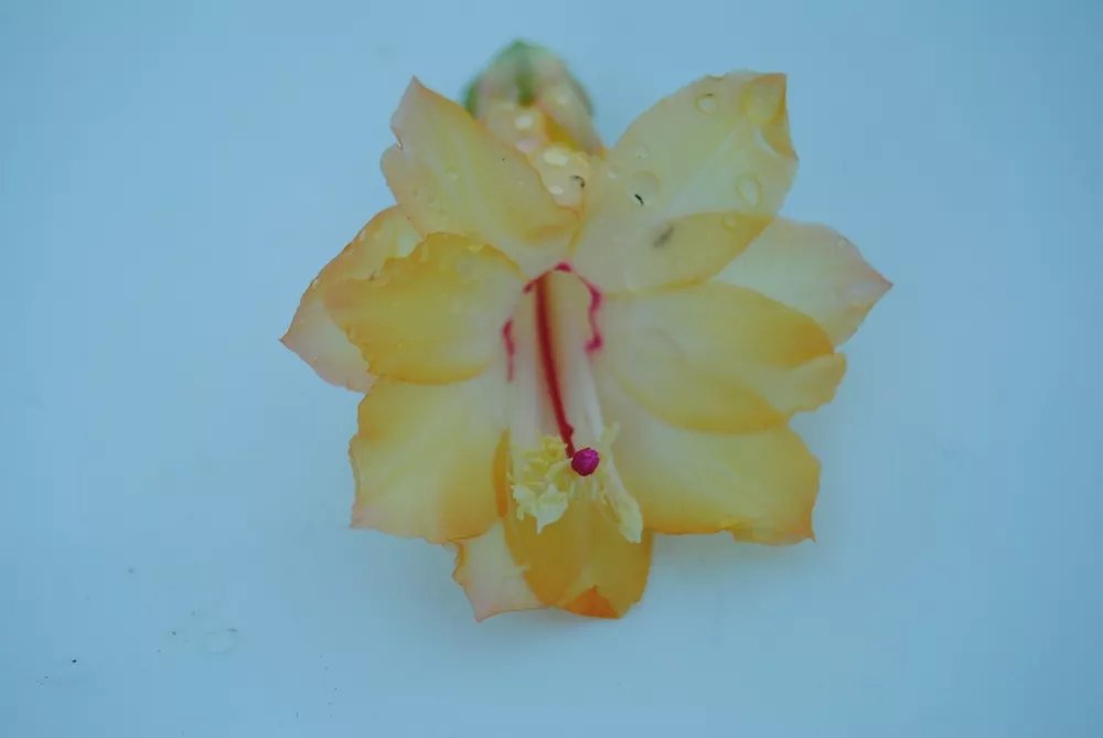 Christmas Cactus Starter Plant Dutch Sun Schlumbergera Truncata