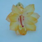Christmas Cactus Starter Plant Dutch Sun Schlumbergera Truncata