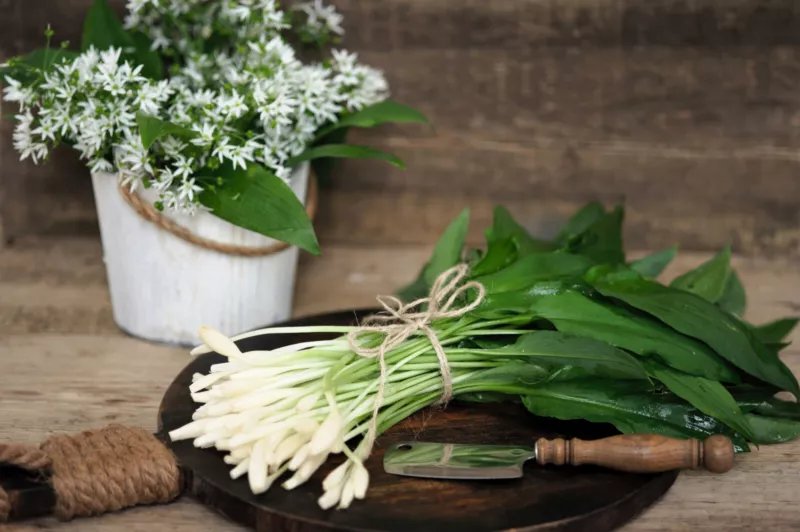 10 Seeds RAMSONS WILD Bear GARLIC Allium Ursinum Vegetable Herb White Flower