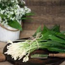 10 Seeds RAMSONS WILD Bear GARLIC Allium Ursinum Vegetable Herb White Flower 10 Seeds RAMSONS WILD Bear GARLIC Allium Ursinum Vegetable Herb White Flower