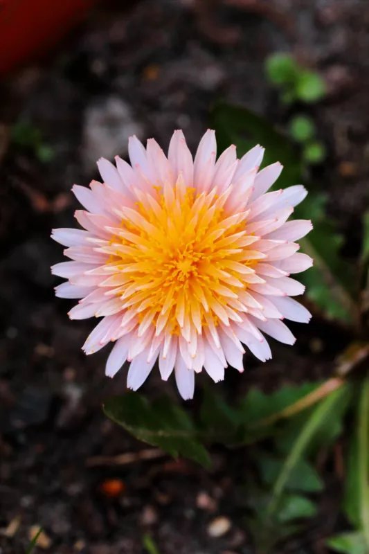 15 Seeds PINK DANDELION Taraxacum Pseudoroseum Herb Flower