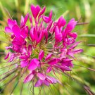 200 Seeds CHERRY QUEEN CLEOME Spinosa Hassleriana Carmine Rose Spider Flower