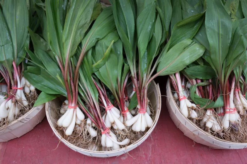20 Seeds RAMP WILD LEEK Allium Tricoccum Ramps Vegetable Herb Shade Flower