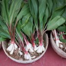 20 Seeds RAMP WILD LEEK Allium Tricoccum Ramps Vegetable Herb Shade Flower