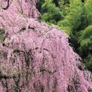10 Seeds WEEPING HIGAN CHERRY Japanese Prunus Subhirtella Pendula PinkFlower