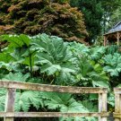 10 Seeds GUNNERA MANICATA 6' Leaves Giant Rhubarb Dinosaur Plant Moist Shade