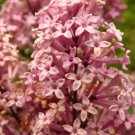 30 Seeds PINK LILAC Hungarian Lilac Shrub Syringa Josikaea Fragrant Flower