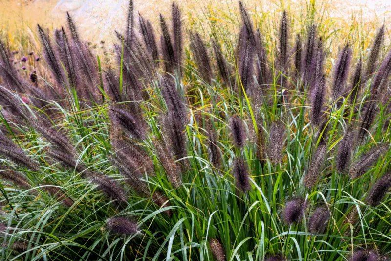 10 Seeds Dwarf BLACK FOUNTAIN GRASS Pennisetum Alopecuroides Viridescens Hardy