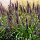 10 Seeds Dwarf BLACK FOUNTAIN GRASS Pennisetum Alopecuroides Viridescens Hardy