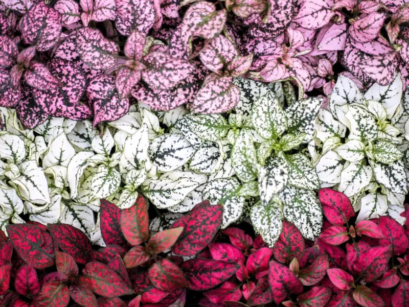10 Seeds Dwarf Mixed Colors POLKA DOT PLANT Red Pink White Rose Hypoestes Flower