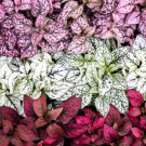 10 Seeds Dwarf Mixed Colors POLKA DOT PLANT Red Pink White Rose Hypoestes Flower