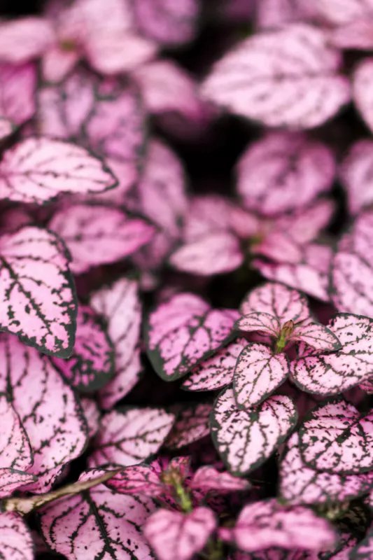 10 Seeds Dwarf PINK POLKA DOT PLANT Splash Select Hypoestes Phyllostachya Flower