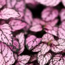 10 Seeds Dwarf PINK POLKA DOT PLANT Splash Select Hypoestes Phyllostachya Flower