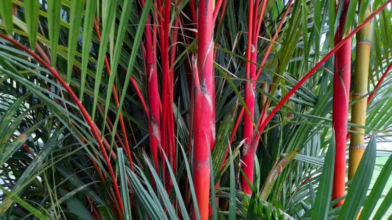 10 Seeds Red LIPSTICK PALM Sealing Wax Palm Cyrtostachys Renda