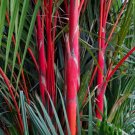 10 Seeds Red LIPSTICK PALM Sealing Wax Palm Cyrtostachys Renda