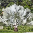 5 Seeds SILVER SAW PALMETTO Serenoa Repens Dwarf Palm Shrub Edible Fruit