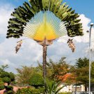 10 Seeds TRAVELLER'S PALM Ravenala Madagascariensis Flower