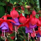 20 Seeds HARDY FUCHSIA Magellanica Pink Purple Hummingbird Flower Shrub