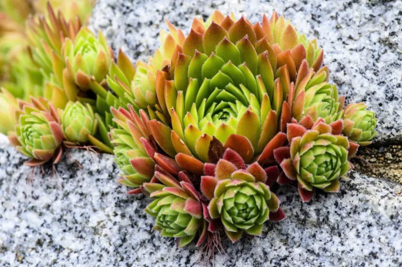 50 Seeds MOUNTAIN HOUSELEEK Hens & Chicks Sempervivum Montanum Green Red Pink