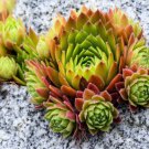 50 Seeds MOUNTAIN HOUSELEEK Hens & Chicks Sempervivum Montanum Green Red Pink