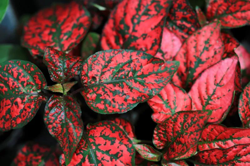 10 Seeds Dwarf RED POLKA DOT PLANT Splash Select Hypoestes Phyllostachya Flower