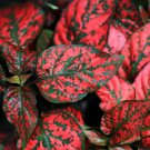 10 Seeds Dwarf RED POLKA DOT PLANT Splash Select Hypoestes Phyllostachya Flower