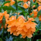 10 Seeds ORANGE MARMALADE CROSSANDRA Infundibuliformis Firecracker Flower House