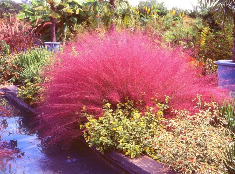 40 Seeds PINK MUHLY GRASS Cotton Candy Grass Muhlenbergia Capillaris Native