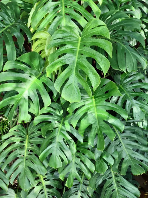5 Seeds Organic SPLIT LEAF PHILODENDRON Monstera Deliciosa Swiss Cheese Plant