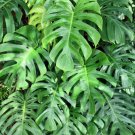 5 Seeds Organic SPLIT LEAF PHILODENDRON Monstera Deliciosa Swiss Cheese Plant