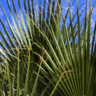 5 Seeds GREEN SAW PALMETTO Serenoa Repens Dwarf Palm Shrub Edible Fruit