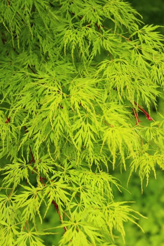 10 Seeds Upright GREEN LACELEAF MAPLE Japanese Seiryu Acer Palmatum Dissectum Viridis