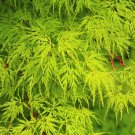 10 Seeds Upright GREEN LACELEAF MAPLE Japanese Seiryu Acer Palmatum Dissectum Viridis 10 Seeds Upright GREEN LACELEAF MAPLE Japanese Seiryu Acer Palmatum Dissectum Viridis