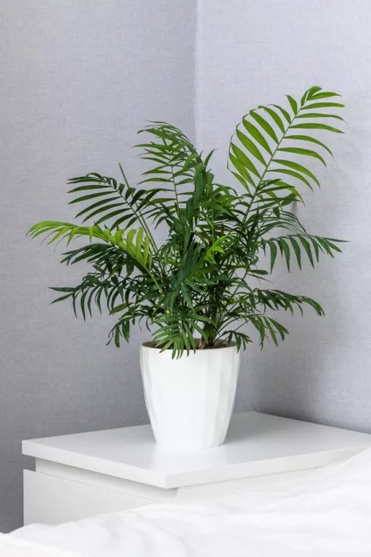 15 Seeds PARLOR PALM Neanthe Bella Palm Chamaedorea Elegans