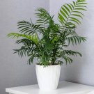 15 Seeds PARLOR PALM Neanthe Bella Palm Chamaedorea Elegans